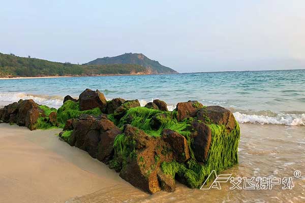 海島生存團(tuán)建-大辣甲島海島生存參考方案